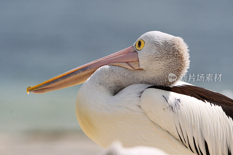 鹈鹕(Pelecanus conspicillatus)